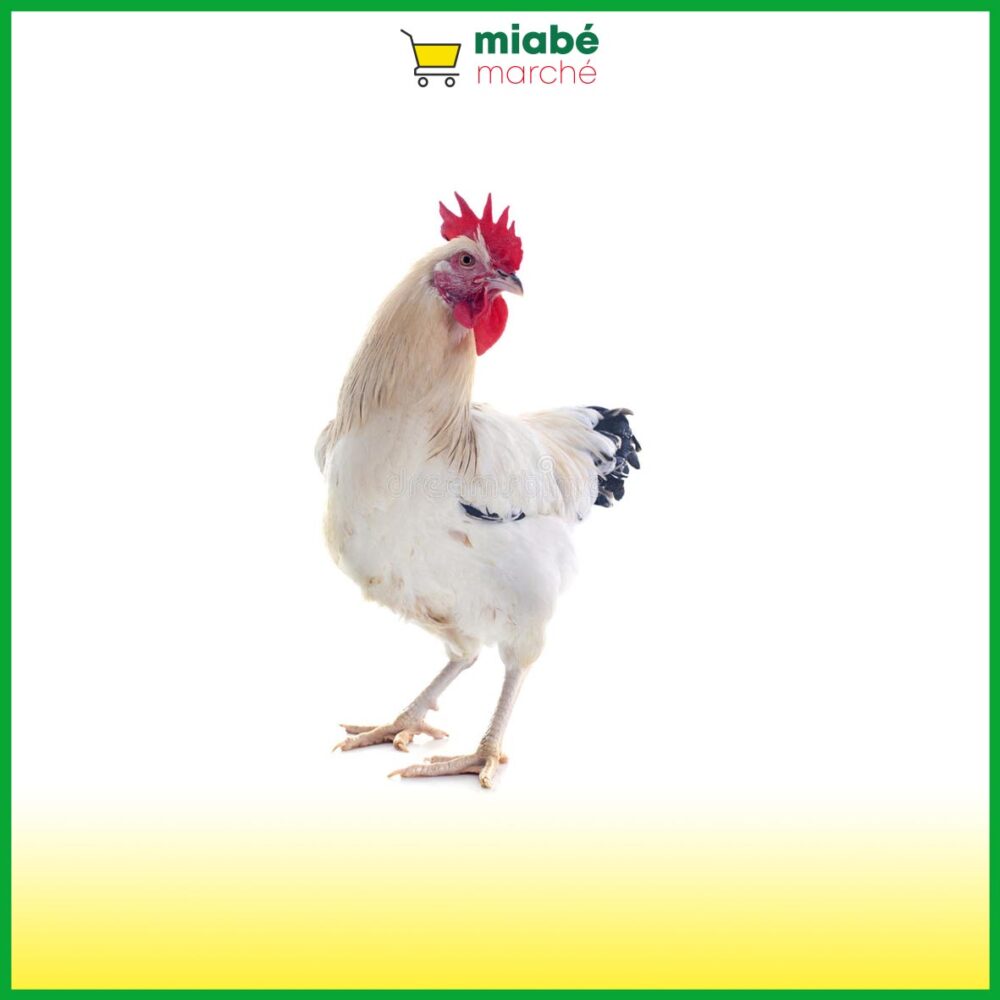 Le Coq