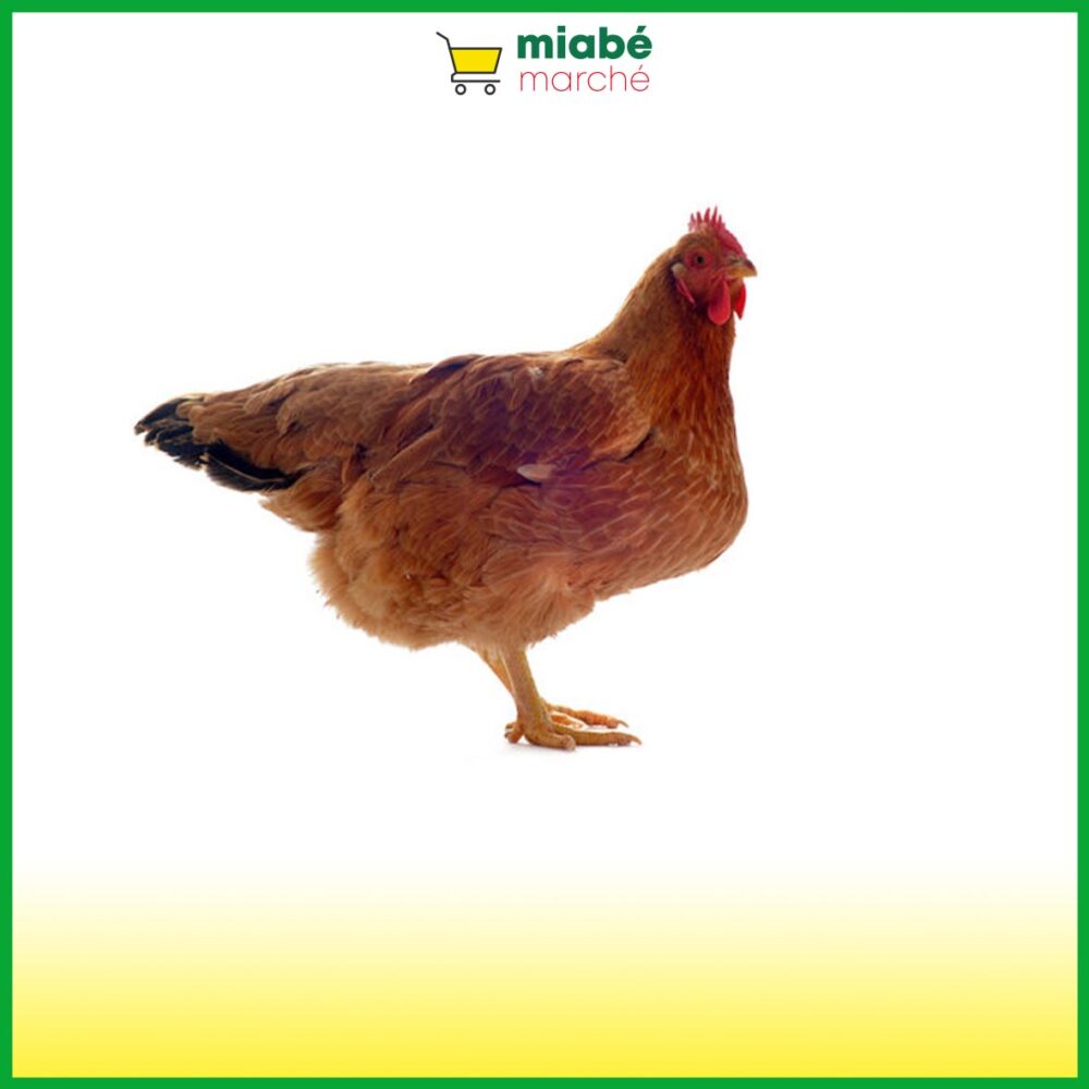 La Poule